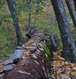 Tree trunk in forest