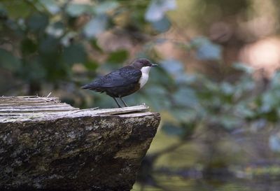 Close-up of bird perching on rock