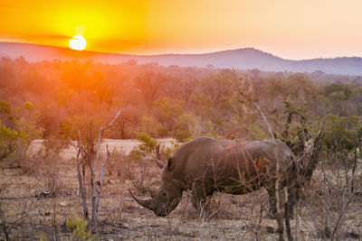 View of sheep on field during sunset