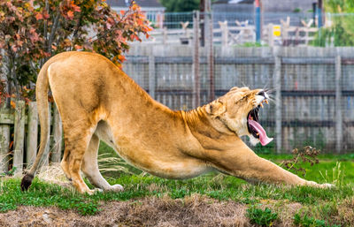 Side view of a horse