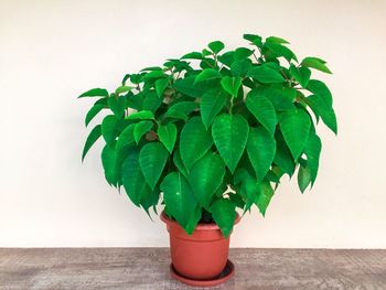 Close-up of potted plant on table