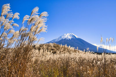 Mt,fuji in the japanese pampas grass field