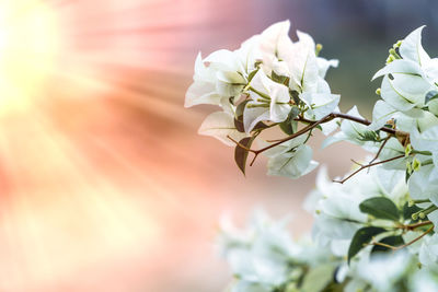 Close-up of white flower