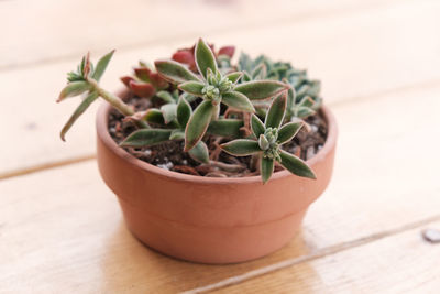 Close-up of potted plant on table