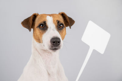 Close-up portrait of a dog