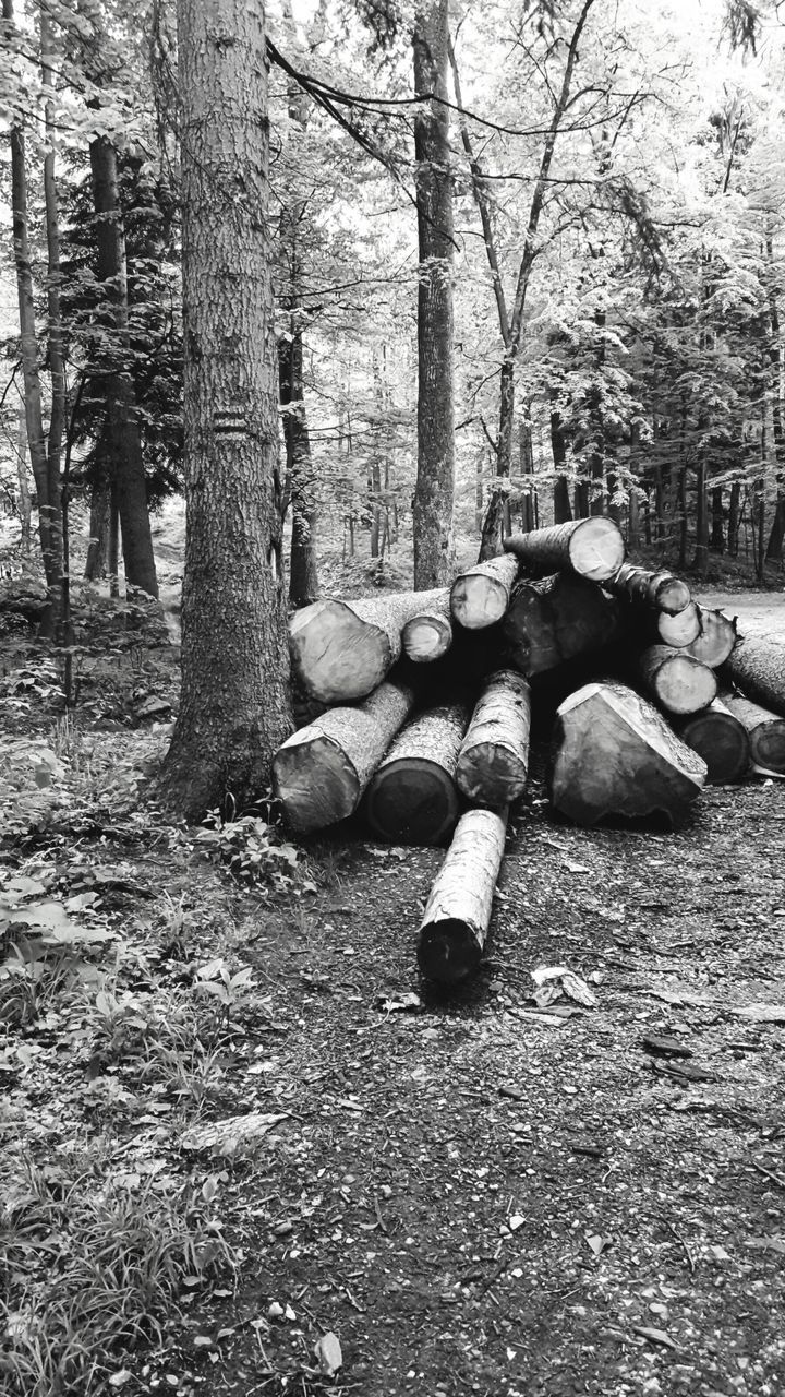 tree, log, stack, day, tree trunk, deforestation, outdoors, forest, no people, nature, forestry industry