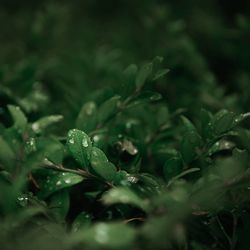 Close-up of plant growing on field