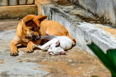 Cat and dog relaxing outdoors