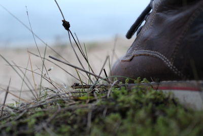 Close-up of horse on field