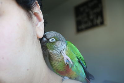 pet