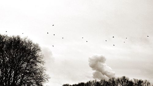 Low angle view of birds flying in sky