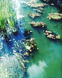 High angle view of swimming in lake