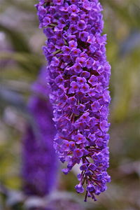 Close-up of purple flowers