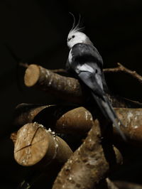 Close-up of bird perching on a plant