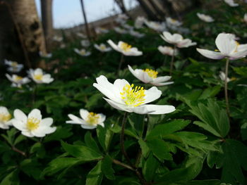 Close-up of white daisy flowers