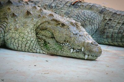 Close-up of crocodile in zoo