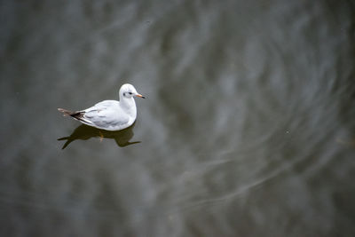 Seagull flying over sea