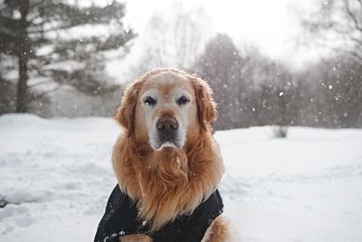 Close-up of dog on snow against sky