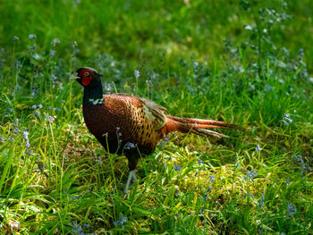 Pheasant in mottled light