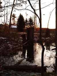 Silhouette trees by lake in forest against sky