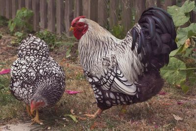 Close-up of rooster