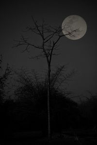 Silhouette bare tree against sky at night