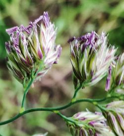 Close-up of pink flower