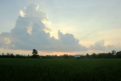 Scenic view of agricultural field against sky during sunset