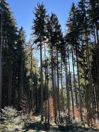 Low angle view of trees in forest against sky