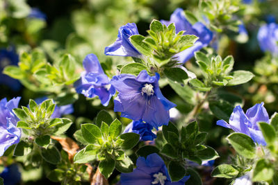 Close-up of purple flowering plants