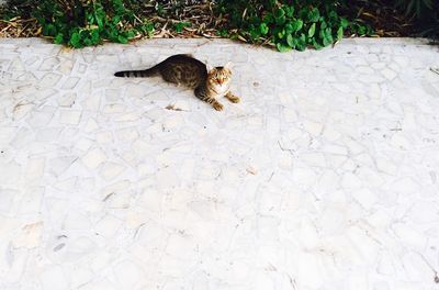 High angle view of cat sleeping on footpath