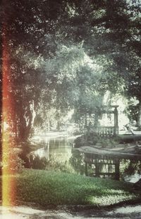 Reflection of trees in water