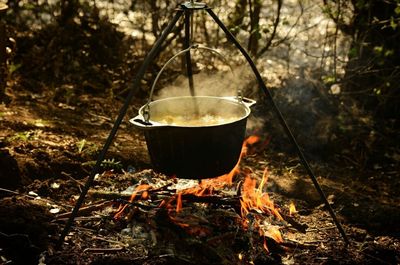 View of wine tea in forest