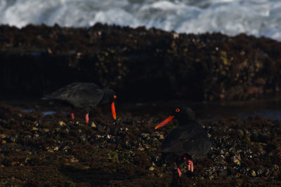 Birds perching on rock