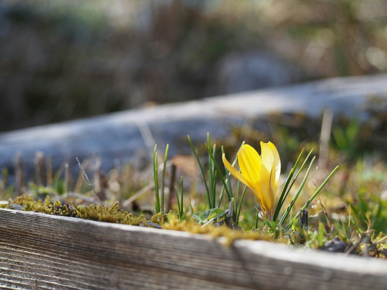 flower, nature, plant, beauty in nature, growth, fragility, outdoors, yellow, close-up, day, grass, no people, freshness, flower head, crocus