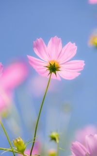 Close-up of pink flower