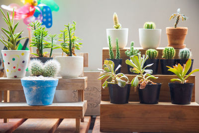 Potted plants on table at home