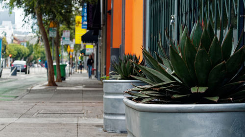 Close-up of potted plants on sidewalk in city