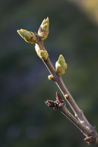 Close-up of flowering plant