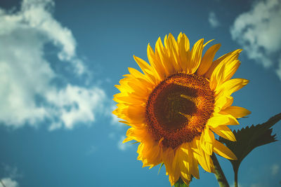 Low angle view of sunflower blooming against sky