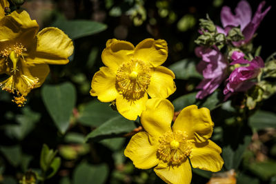 Close-up of yellow flowering plant in park