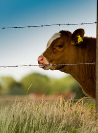 Cow licking fence on land