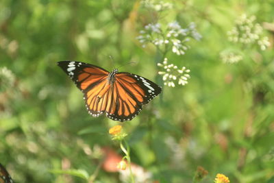 Butterflies are common insects in nectar plants