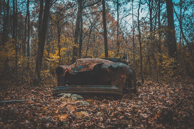 Abandoned trees in forest during autumn