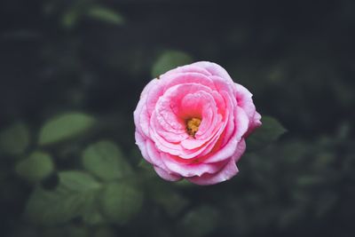 Close-up of pink rose