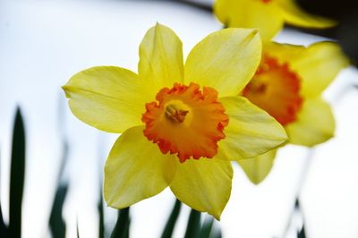 Close-up of yellow flowering plant