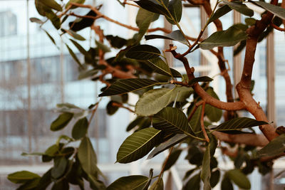 Low angle view of leaves on tree