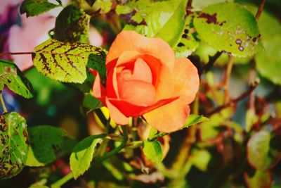 Close-up of red flowering plant