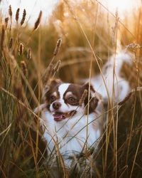 Low angle view of dog lying in grassy field