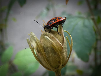 Close-up of ladybug on plant